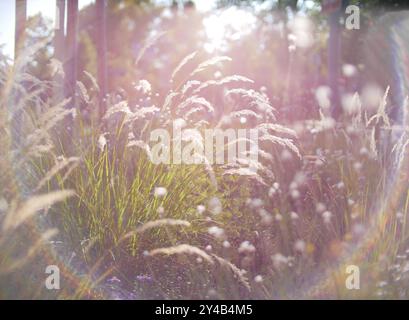 Herbstblumen und Gras mit verschwommenem Sonnenlicht-Effekt. Ein optisches Phänomen des kreisförmigen Regenbogens. Bokeh-Effekt des Sonnenlichts. Leuchtring Reflektio Stockfoto