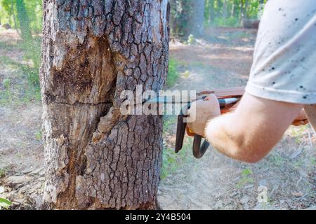 Der Forstarbeiter sägt einen alten, beschädigten großen Baum mit einer Kettensäge beim Sanitärschnitt ab Stockfoto
