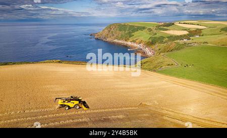 Kombinieren Sie Harvester Crovie Aberdeenshire Scotland Gerste Field im Spätsommer mit Blick auf Crovie Weiler Stockfoto