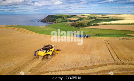 Kombinieren Sie Harvester Crovie Aberdeenshire Scotland Blue Traktor und Anhänger auf dem goldenen Gerstenfeld im Spätsommer Stockfoto