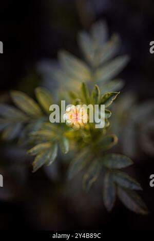 Nahaufnahme einer blühenden Ringelblume mit grünen Blättern im Hintergrund, aufgenommen in einem weichen, verschwommenen Bokeh-Effekt Stockfoto