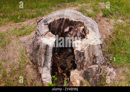 Eichenstumpf, alles, was vom Baum nach Hurrikan Idalia übrig geblieben ist! Stockfoto