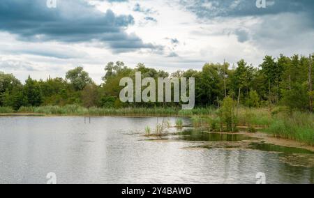 Biodiversität Haff Reimech, Feuchtgebiet und Naturschutzgebiet in Luxemburg, Teich umgeben von Schilf und Bäumen, Vogelbeobachtungspunkt Stockfoto