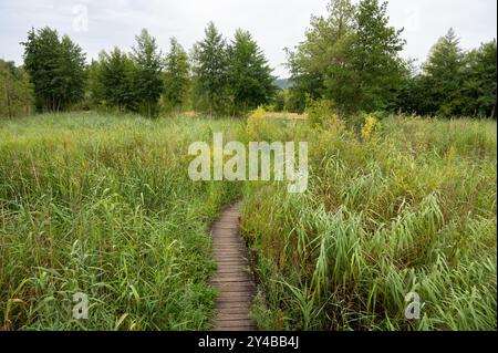 Biodiversität Haff Reimech, Feuchtgebiet und Naturschutzgebiet in Luxemburg, Teich umgeben von Schilf und Bäumen, Vogelbeobachtungspunkt Stockfoto