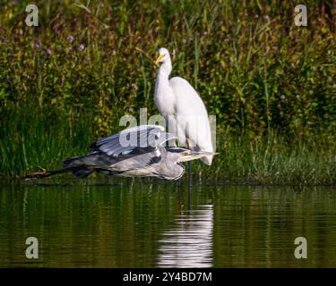 Reiher fliegen Stockfoto