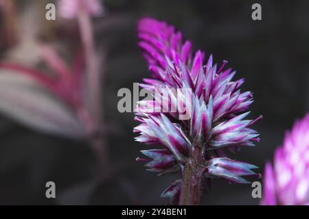 Makrofoto einer violetten rosa Blume, bekannt als Celosia Argentea. Nahaufnahme einer wunderschönen rosa violetten Blume Stockfoto