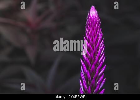 Makrofoto einer violetten rosa Blume, bekannt als Celosia Argentea. Nahaufnahme einer wunderschönen rosa violetten Blume Stockfoto