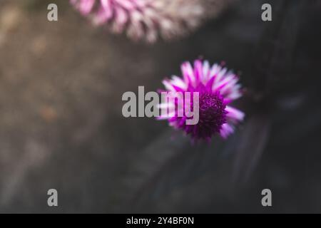 Makrofoto einer violetten rosa Blume, bekannt als Celosia Argentea. Nahaufnahme einer wunderschönen rosa violetten Blume Stockfoto