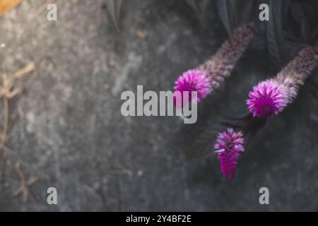 Makrofoto einer violetten rosa Blume, bekannt als Celosia Argentea. Nahaufnahme einer wunderschönen rosa violetten Blume Stockfoto