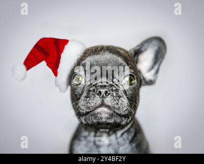 Französischer Bulldog-Welpe mit Weihnachtsmanns Hut Stockfoto