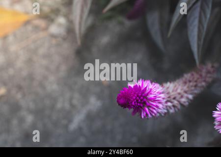 Makrofoto einer violetten rosa Blume, bekannt als Celosia Argentea. Nahaufnahme einer wunderschönen rosa violetten Blume Stockfoto