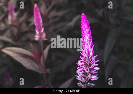 Makrofoto einer violetten rosa Blume, bekannt als Celosia Argentea. Nahaufnahme einer wunderschönen rosa violetten Blume Stockfoto