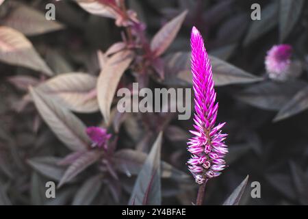 Violette Blume genannt Celosia argentea, die mit Makrokamera aufgenommen wird. Pflanzliche Pflanze, die aus tropischen Gebieten stammt Stockfoto