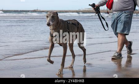 Ein Mann, der seine galgo-Hunde am Strand läuft Stockfoto