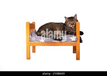 Eine kleine Katze legt sich bequem auf ein hübsches kleines Holzbett, genießt ihren gemütlichen Platz in der Sonne und bringt Freude in den Raum Stockfoto