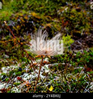 Nahaufnahme von Dryas octopetala auf den Bergen um Borgarfjordur Eystri im Osten Islands Stockfoto