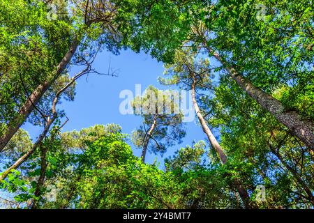 Mischwald im Spätsommer/Frühherbst - Sud-Touraine, Zentralfrankreich. Stockfoto