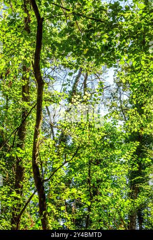 Mischwald im Spätsommer/Frühherbst - Sud-Touraine, Zentralfrankreich. Stockfoto