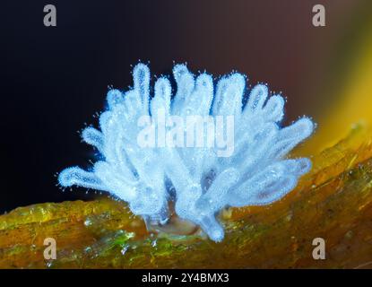 Korallenschleimschimmelpilz - Ceratiomyxa fruticulosa Stockfoto