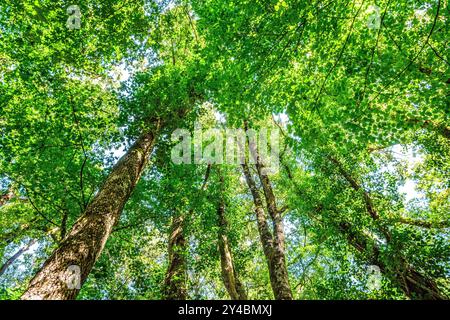 Mischwald im Spätsommer/Frühherbst - Sud-Touraine, Zentralfrankreich. Stockfoto