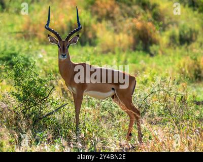 Männlicher Impala (Aepyceros melampus) in der Savanne des Serengeti-Nationalparks in Tansania. Stockfoto