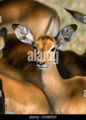 Junge weibliche Impala (Aepyceros melampus) in der Savanne des Serengeti-Nationalparks in Tansania. Stockfoto