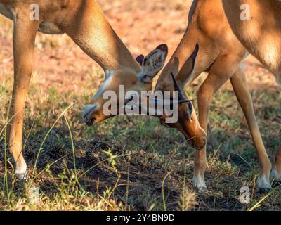 Zwei junge männliche Impalas (Aepyceros melampus) kämpfen in der Savanne des Serengeti-Nationalparks in Tansania. Stockfoto