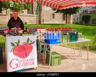 Erfurt, Deutschland - 21. Mai 2023: Verkauf von Frühlingserdbeeren in der Innenstadt, historisches Erbe. Stockfoto