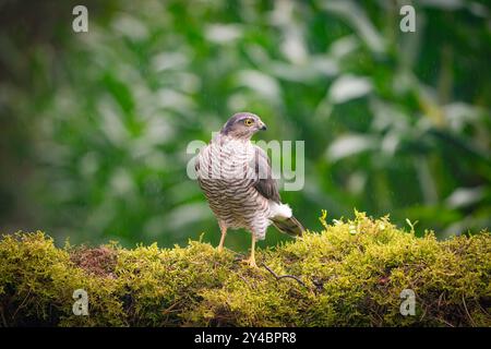 Eurasischer Sperber, Accipiter nisus Stockfoto