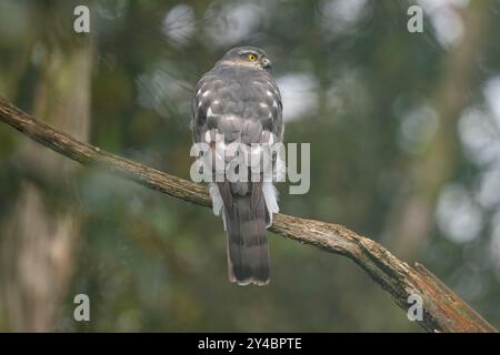 Eurasischer Sperber, Accipiter nisus Stockfoto