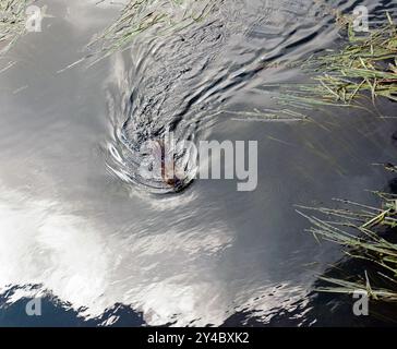 Ein großer Coypu schwimmt im Fluss Eure, Chartres, Frankreich Stockfoto