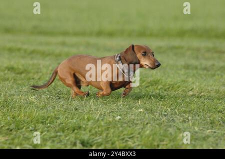 Brauner Kurzhaardackel bei einem Galopp Stockfoto