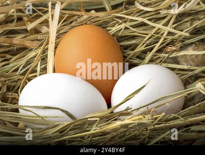 Drei frische Hühnereier im Heu-Nest Stockfoto