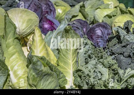 Marktstand mit Spitzkohl, Rotkohl, Weißkohl und Grünkohl Stockfoto