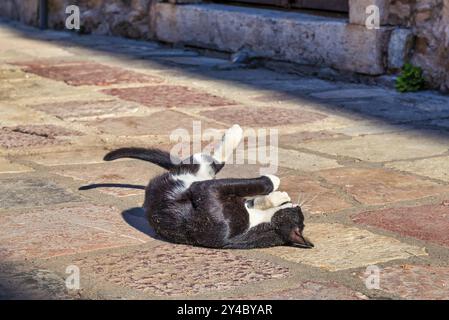 Niedliche Katze auf der Straße in Kotor, Montenegro, Europa Stockfoto