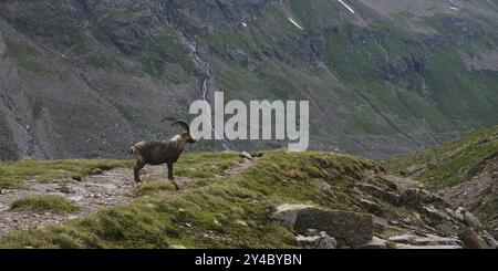 Alpensteinbock, Ochsental, Silvretta, Vorarlberg Stockfoto