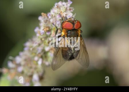 Eine Käferfliege (Tachinidenfliege), die auf einer Blütenpanik aus Pferdeminze sitzt (Mentha longifolia, Baden-Württemberg, Deutschland, Europa) Stockfoto