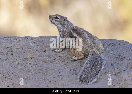 Atlas Eichhörnchen, Nordafrikanische Borsten Eichhörnchen oder Berberhörnchen (Atlantoxerus getulus) auf der Suche nach Nahrung, Fuerteventura, Spanien, Europa Stockfoto