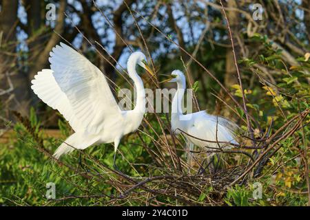 Two Great Egret (Ardea alba), auf Nest im Frühling, Wakodahatchee Wetlands, Delray Beach, Florida, USA, Nordamerika Stockfoto