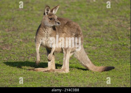 Riesenkänguru (Macropus fuliginosus) steht auf einer Wiese und sieht aufmerksam aus, Deutschland, Europa Stockfoto