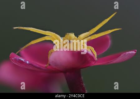 Nahaufnahme einer gelben Goldenrod-Krabbenspinne (Misumena vatia), die auf einer rosa Blume sitzt, Hessen, Deutschland, Europa Stockfoto