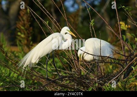 Two Great Egret (Ardea alba), auf Nest im Frühling, Wakodahatchee Wetlands, Delray Beach, Florida, USA, Nordamerika Stockfoto