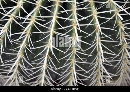 Golden Globus Cactus, Echinocactus grusonii, Schwiegerstuhl, Mexiko, Zentralamerika Stockfoto