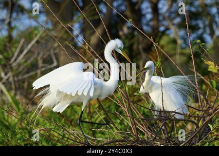 Two Great Egret (Ardea alba), auf Nest im Frühling, Wakodahatchee Wetlands, Delray Beach, Florida, USA, Nordamerika Stockfoto