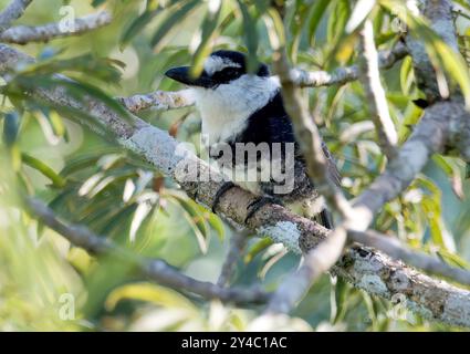 Weißhals-Papageientaucher, Tamatia à Front Blanc, Notharchus hyperrhynchus, bukkó, Yasuní-Nationalpark, Ecuador, Südamerika Stockfoto