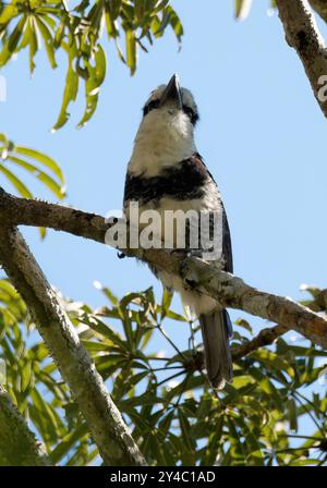 Weißhals-Papageientaucher, Tamatia à Front Blanc, Notharchus hyperrhynchus, bukkó, Yasuní-Nationalpark, Ecuador, Südamerika Stockfoto