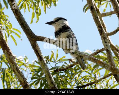 Weißhals-Papageientaucher, Tamatia à Front Blanc, Notharchus hyperrhynchus, bukkó, Yasuní-Nationalpark, Ecuador, Südamerika Stockfoto