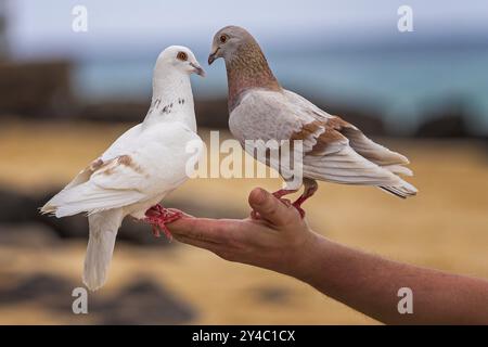 Straßentaube (Columba livia f. domestica) Straßentaube, Haustaube, Stadttaube, Stadttaube, sitzt auf der Hand von Touristen, Tourismus, Liebe zu an Stockfoto