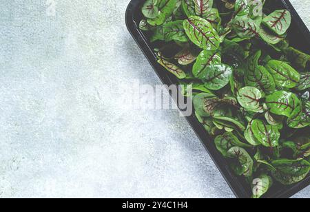 Sauerampfer, Bloody Mary, frische Sauerampfer-Blätter, mit roten Adern, Mikrogrün, in einem schwarzen Behälter Stockfoto