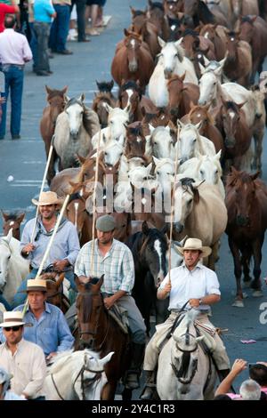 Almonte, Spanien, 26. Juni 2009, jeden 26. Juni führen Cowboys majestätische Wildstuten und Hengste durch Almonte und zelebrieren das traditionelle Erbe Stockfoto